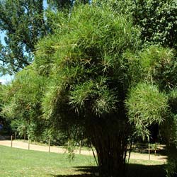 Bamboo Pleioblastus linearis